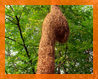 tempua bird nest